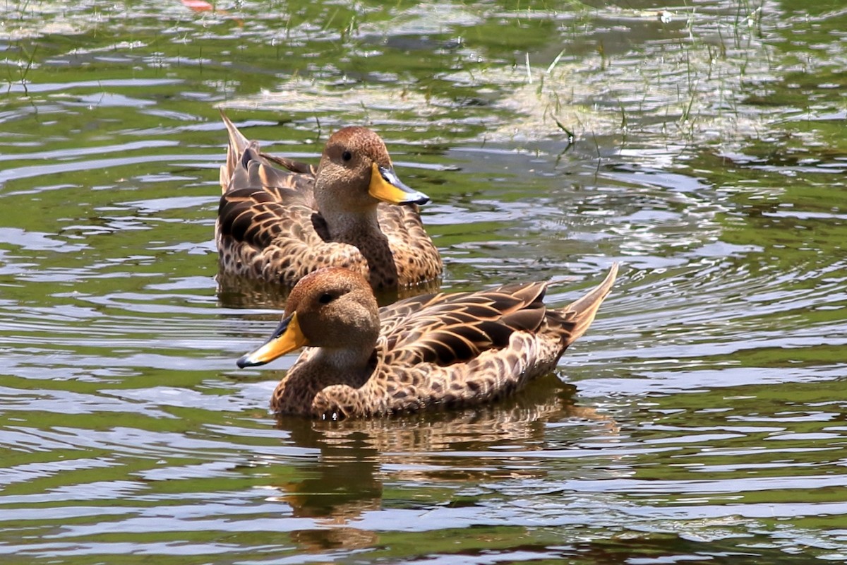 Yellow-billed Pintail - Manfred Bienert