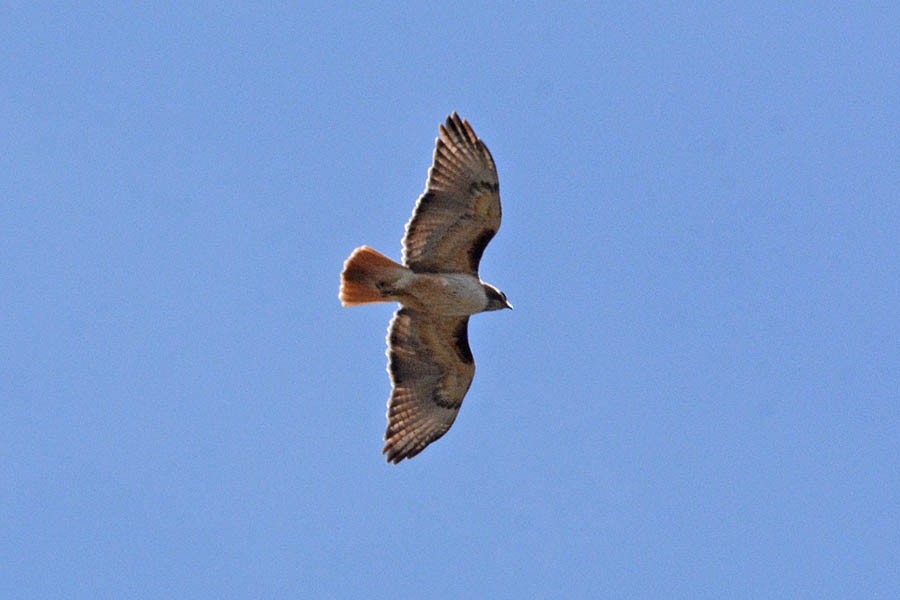 Red-tailed Hawk - ML429370831