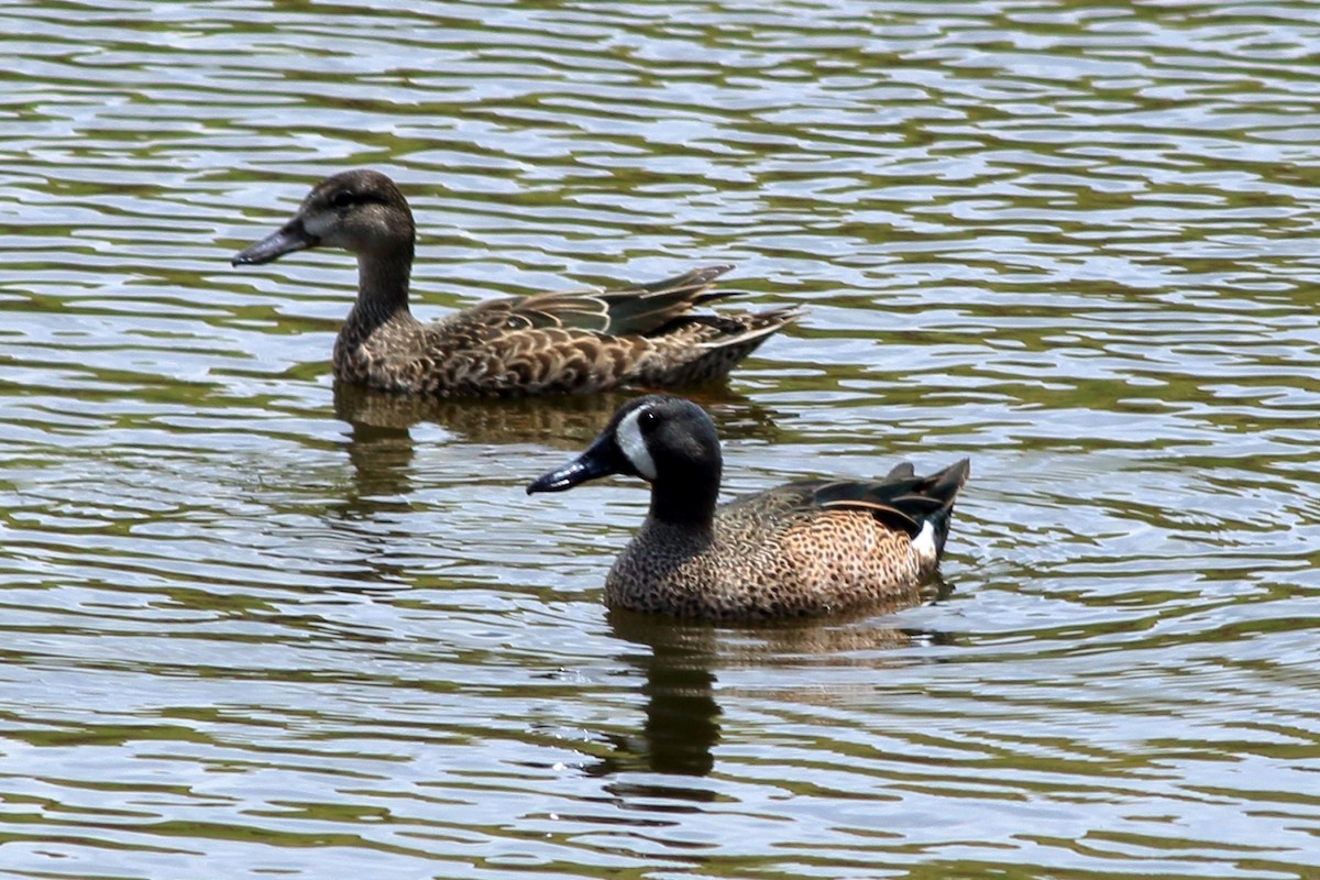 Blue-winged Teal - Manfred Bienert