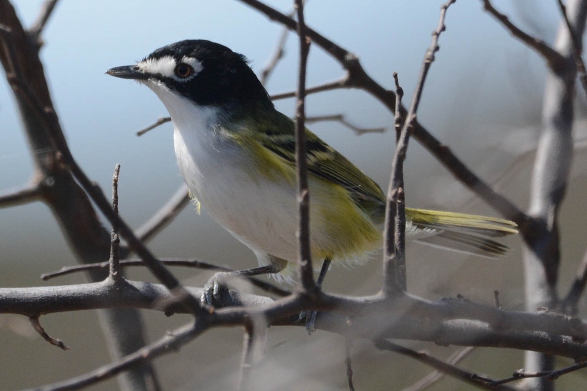 Black-capped Vireo - ML429370891