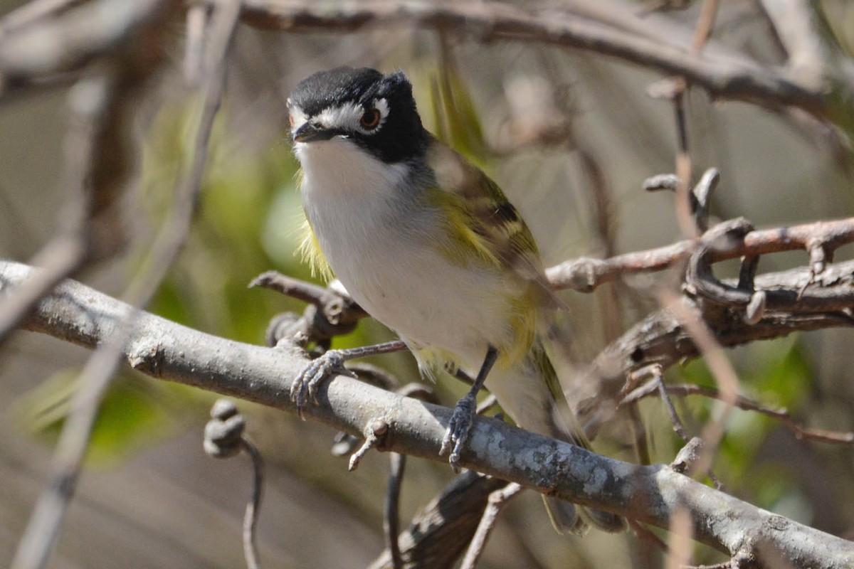 Black-capped Vireo - ML429370911