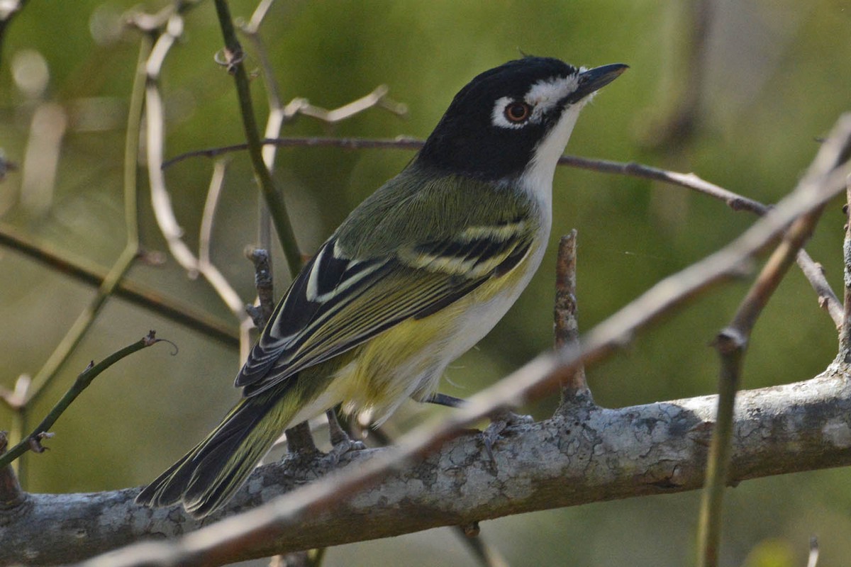Black-capped Vireo - ML429370921