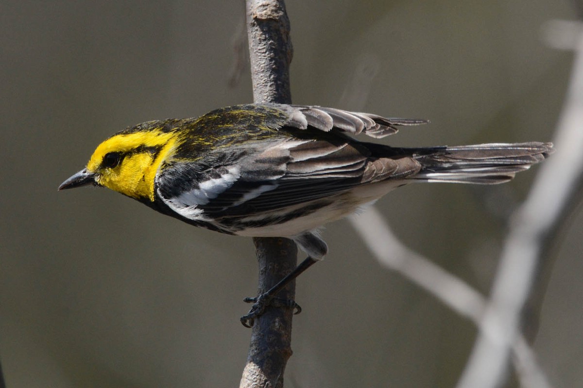 Golden-cheeked Warbler - ML429370951