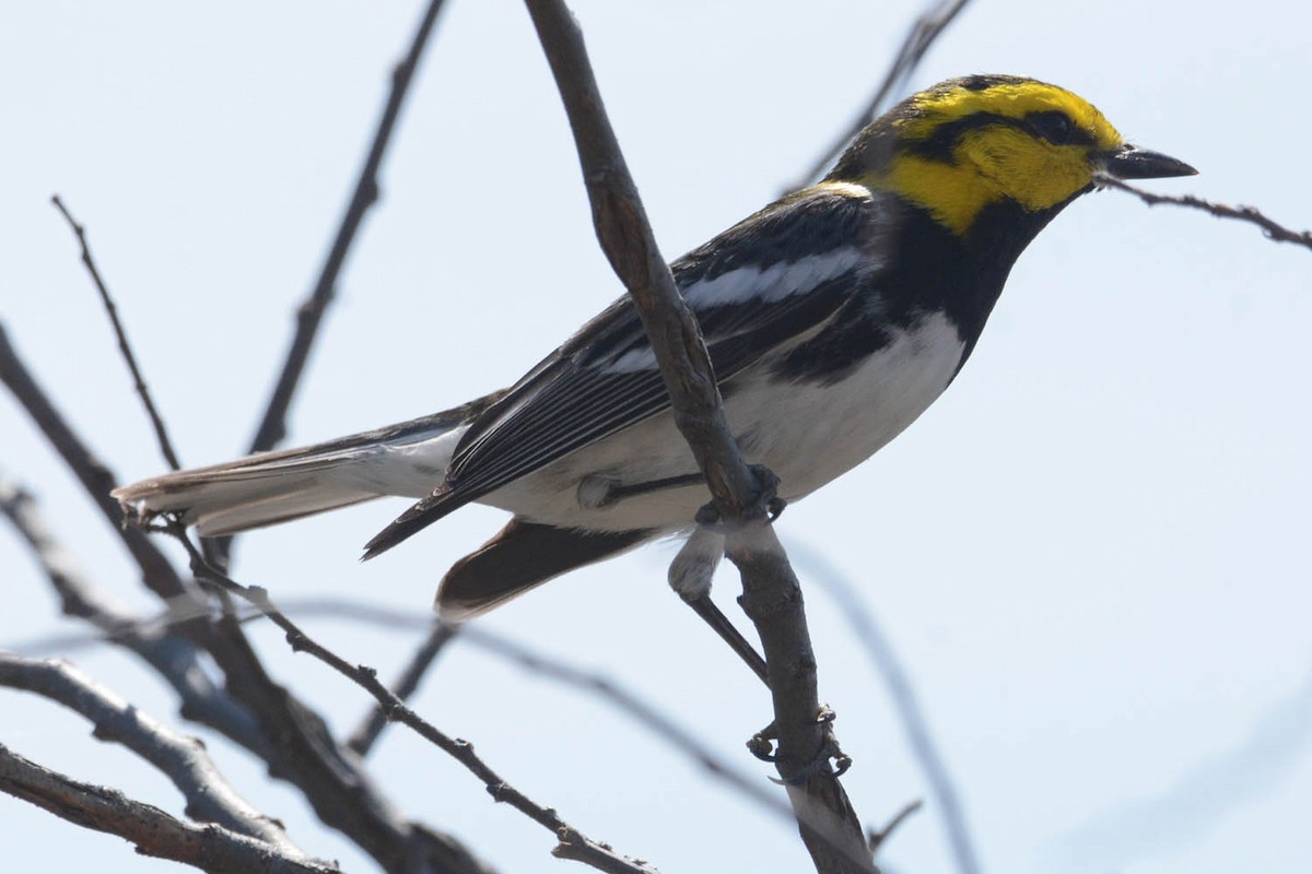 Golden-cheeked Warbler - ML429370961