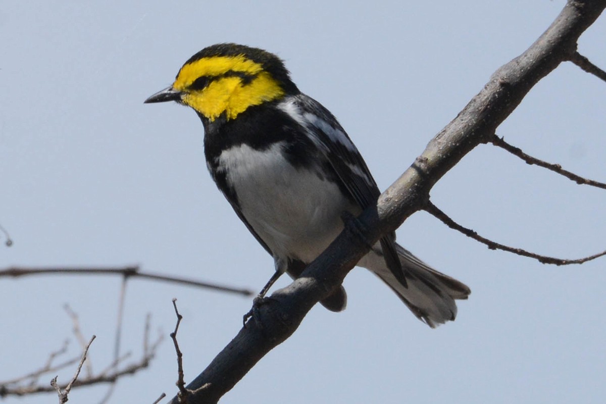 Golden-cheeked Warbler - ML429370971