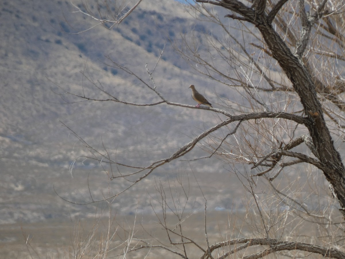 Mourning Dove - ML429371071