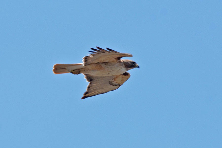 Red-tailed Hawk - ML429371151