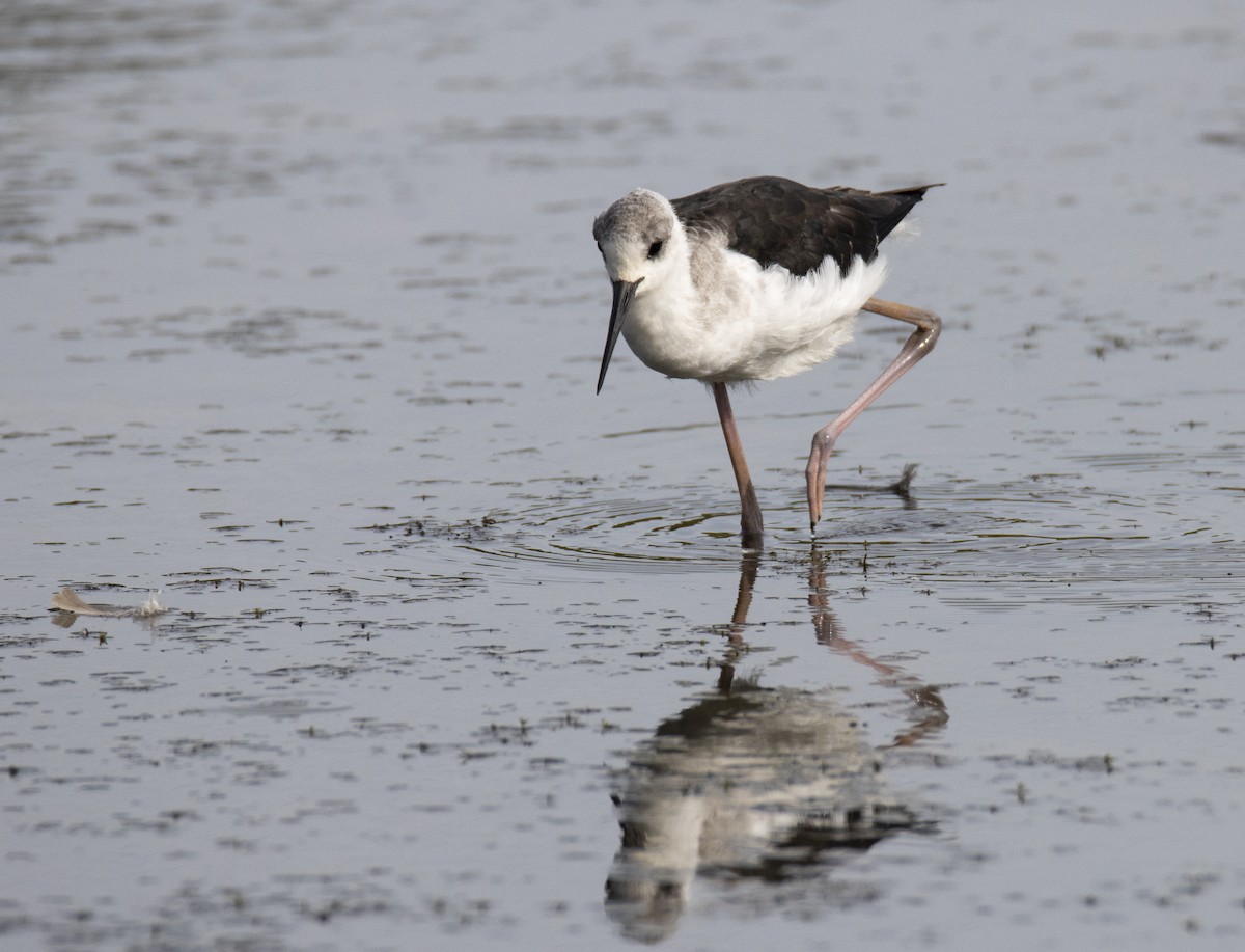 Pied Stilt - ML429371251