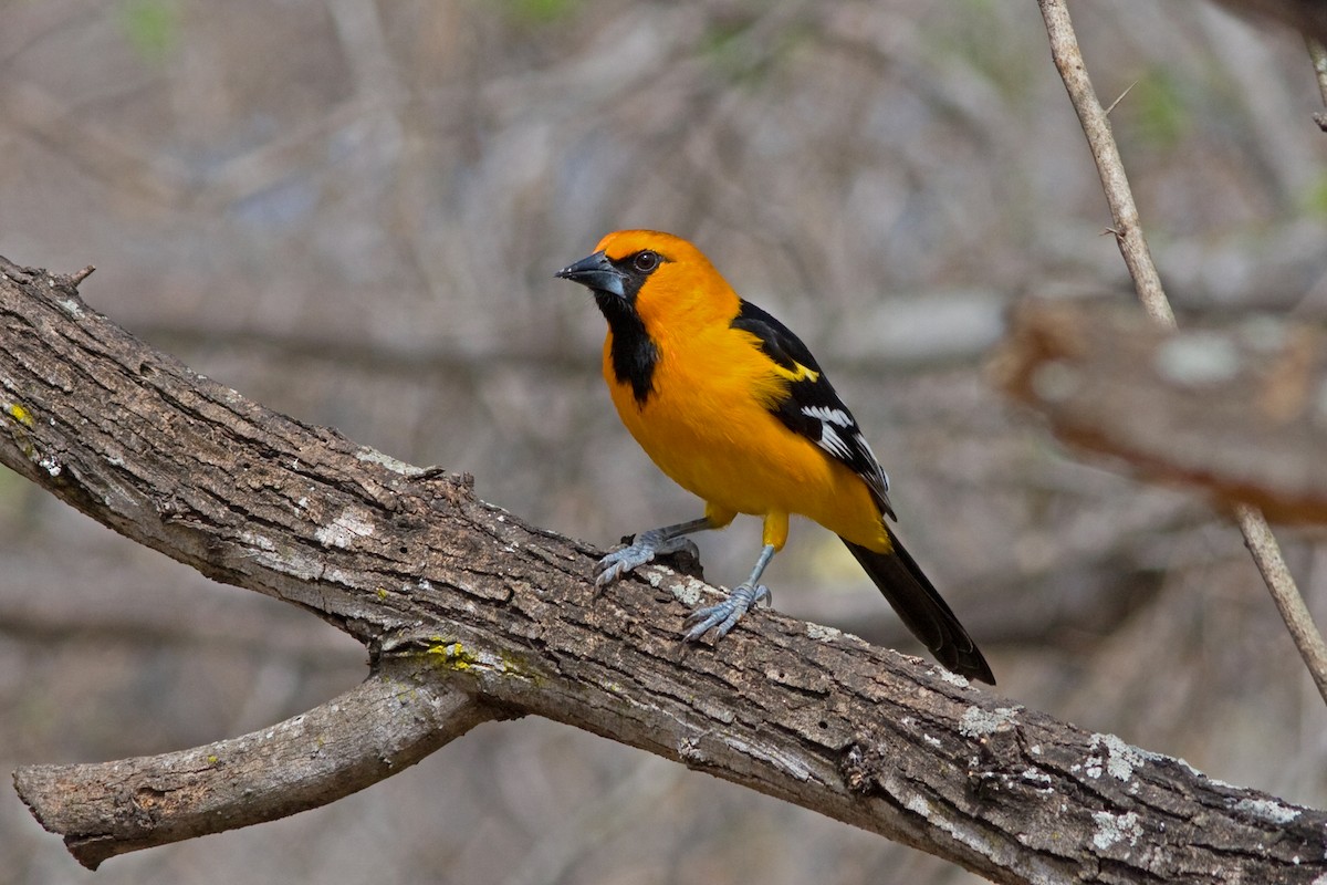 Altamira Oriole - David Disher