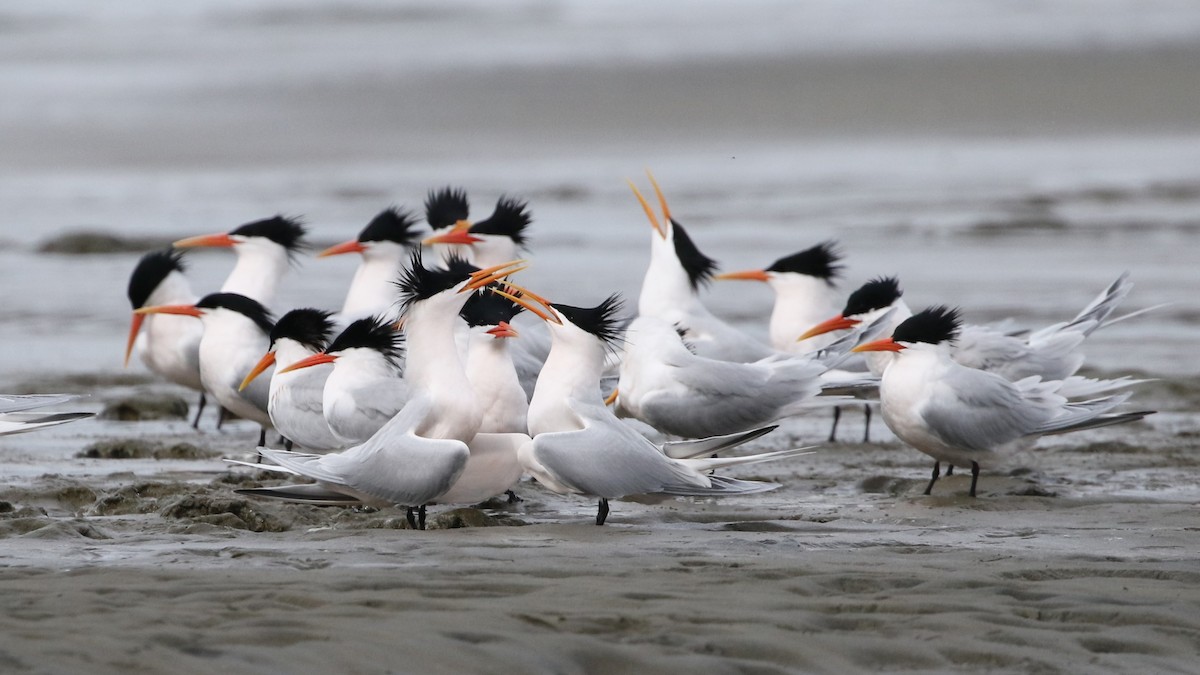 Elegant Tern - Dean LaTray