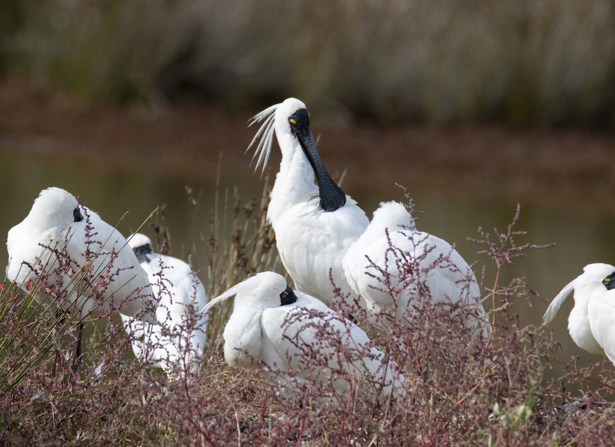 Royal Spoonbill - ML429372881