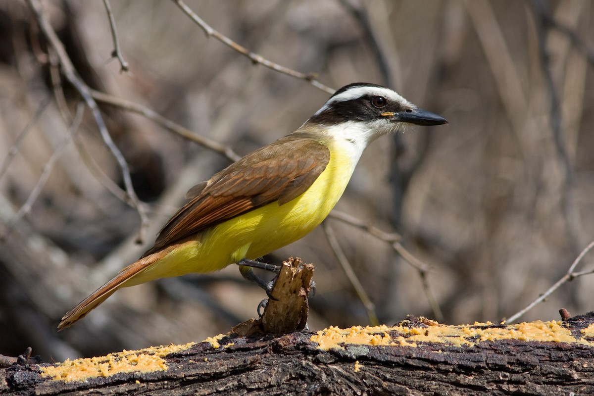 Great Kiskadee - ML42937361