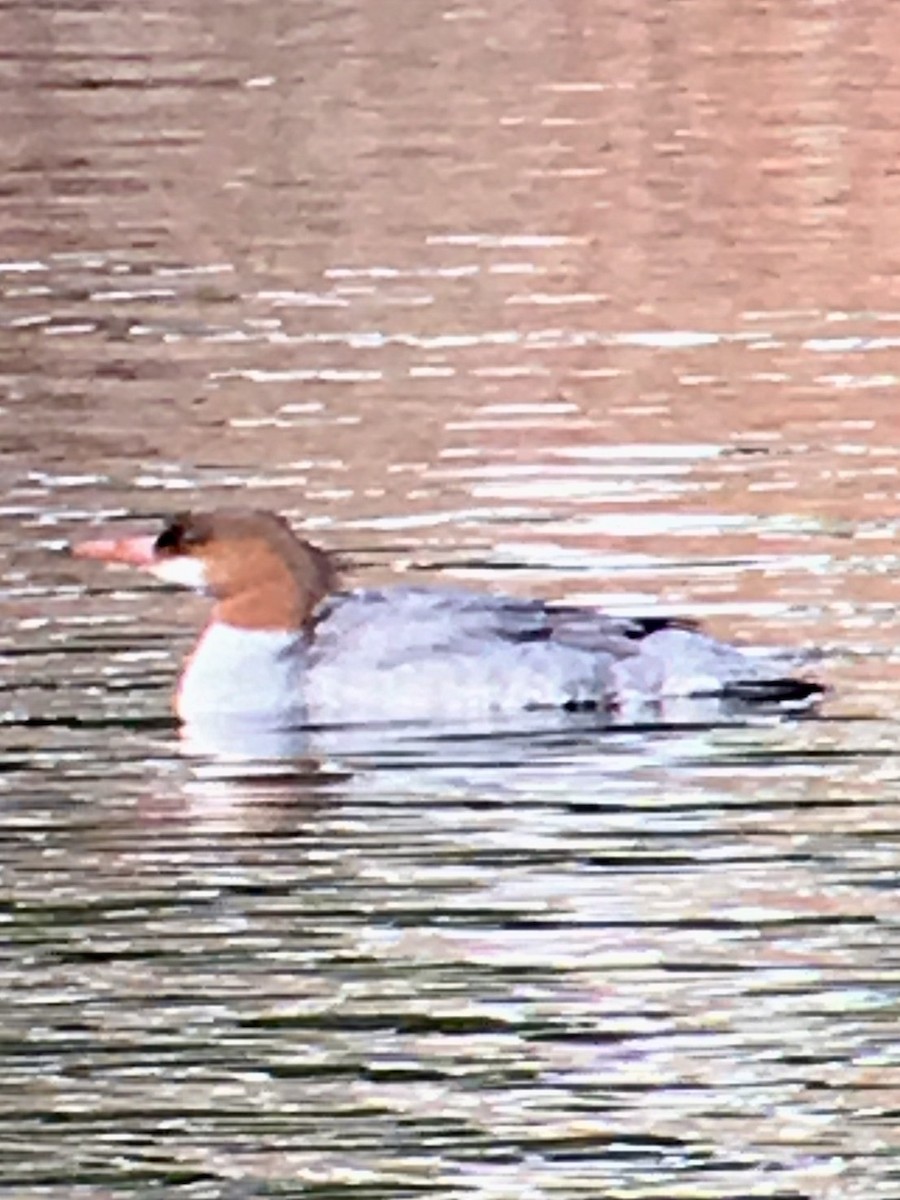 Common Merganser - ML429373681