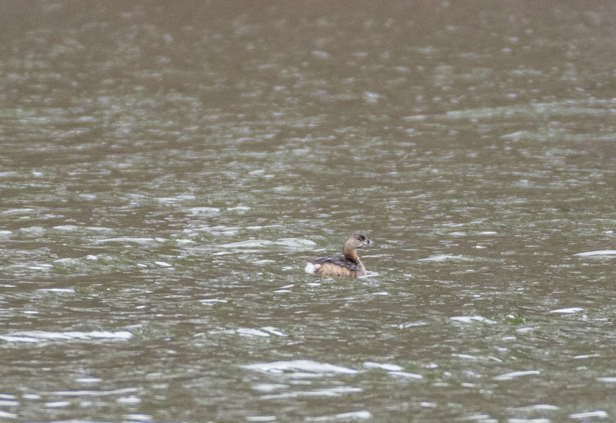 Pied-billed Grebe - ML429375341