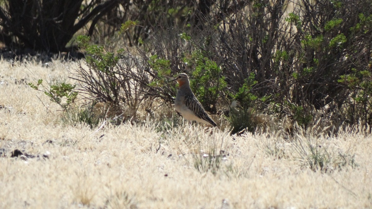 Tawny-throated Dotterel - ML429378391