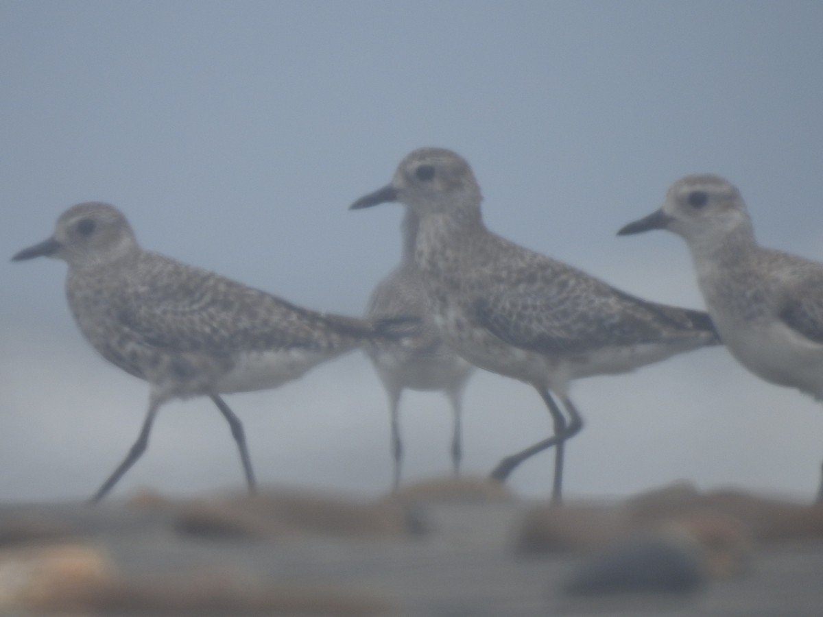 Black-bellied Plover - ML429379931