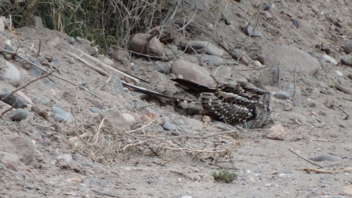 Scissor-tailed Nightjar - ML429381141