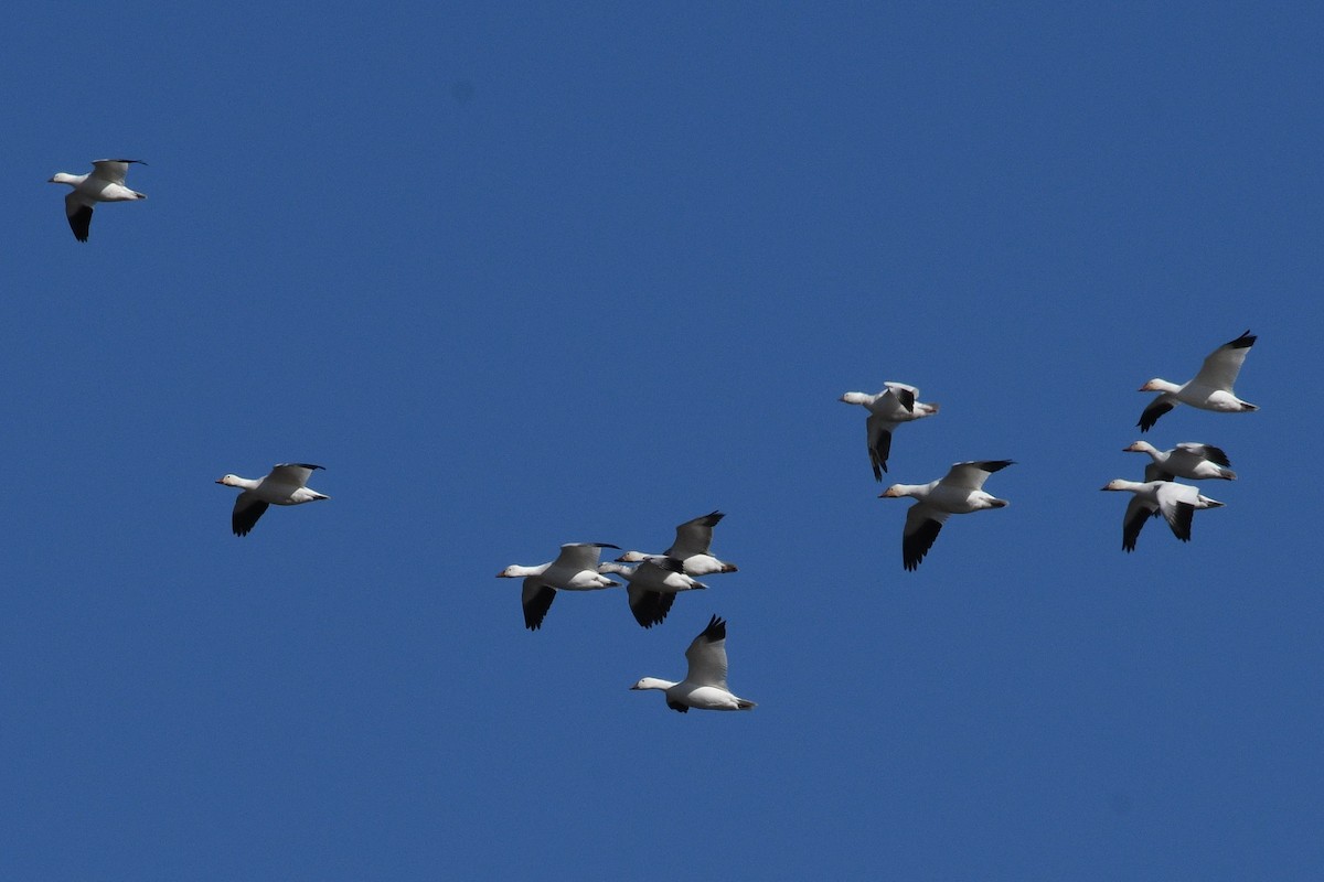 Ross's Goose - ML429381261