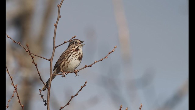 Song Sparrow (melodia/atlantica) - ML429382411