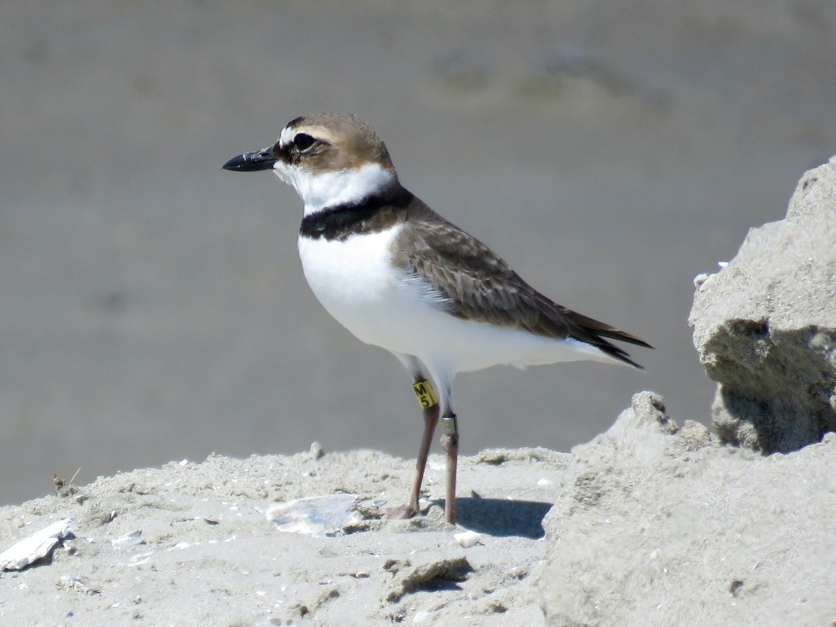 Wilson's Plover - ML429382891