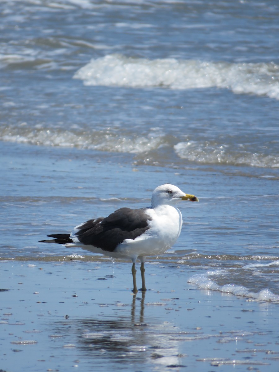 Gaviota Sombría - ML429383121