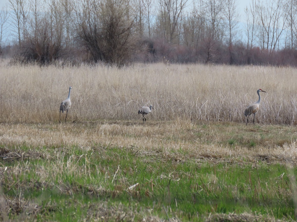 Sandhill Crane - Sarah Shippen