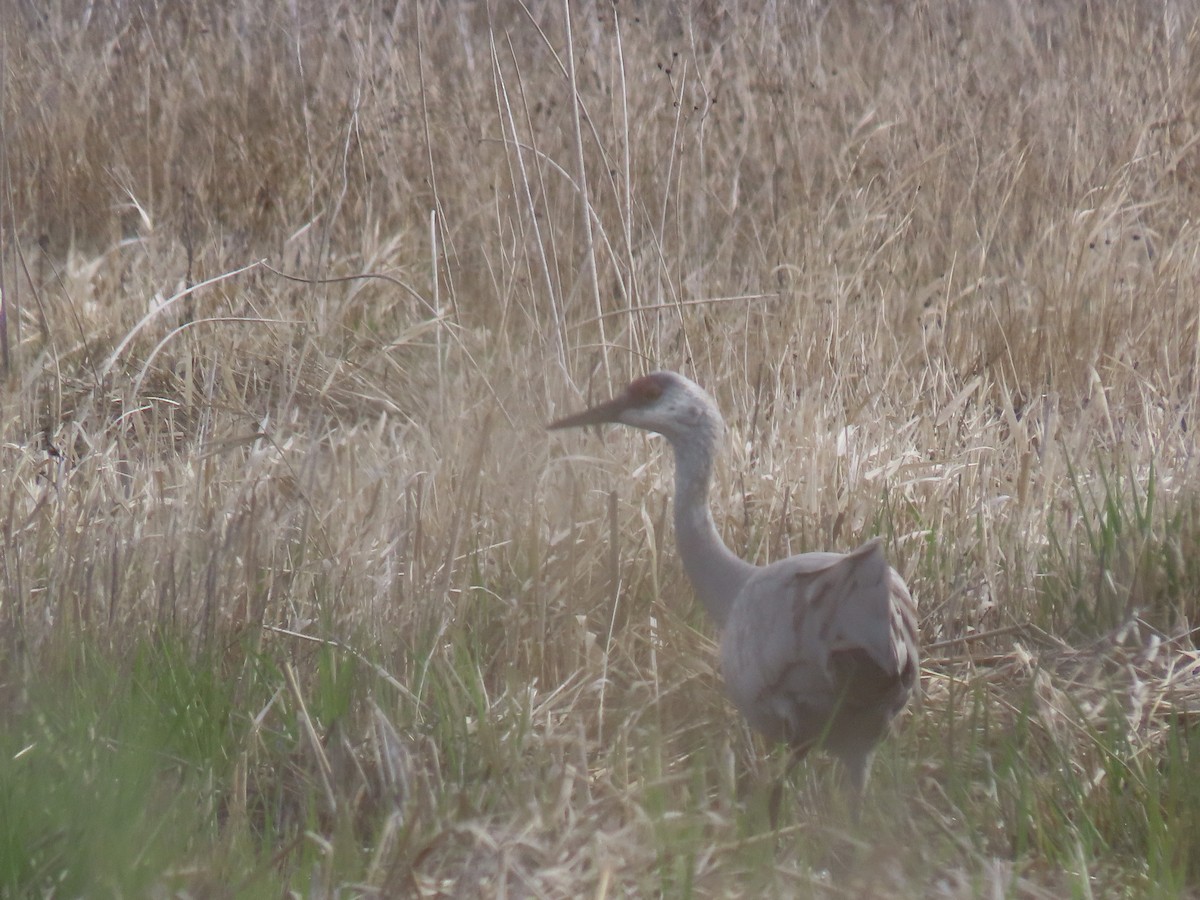 Sandhill Crane - Sarah Shippen