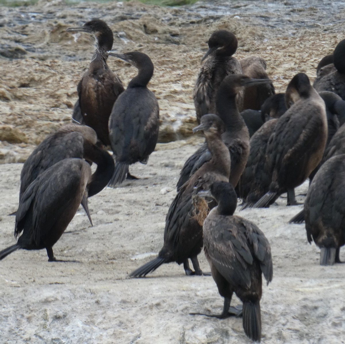 Brandt's Cormorant - ML429385461