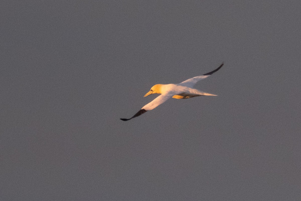 Northern Gannet - ML429385971