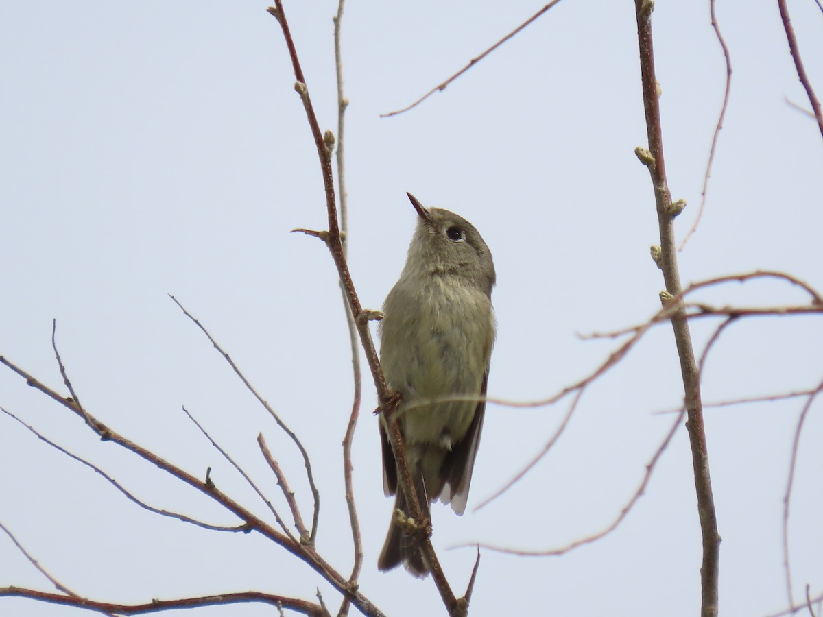 Ruby-crowned Kinglet - ML429386111