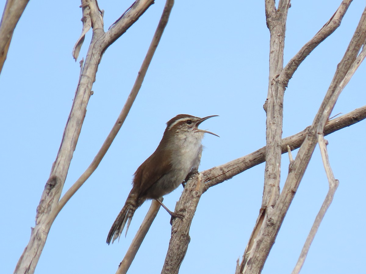 Bewick's Wren - ML429386181