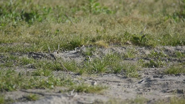 Эвэрт болжмор - ML429387491