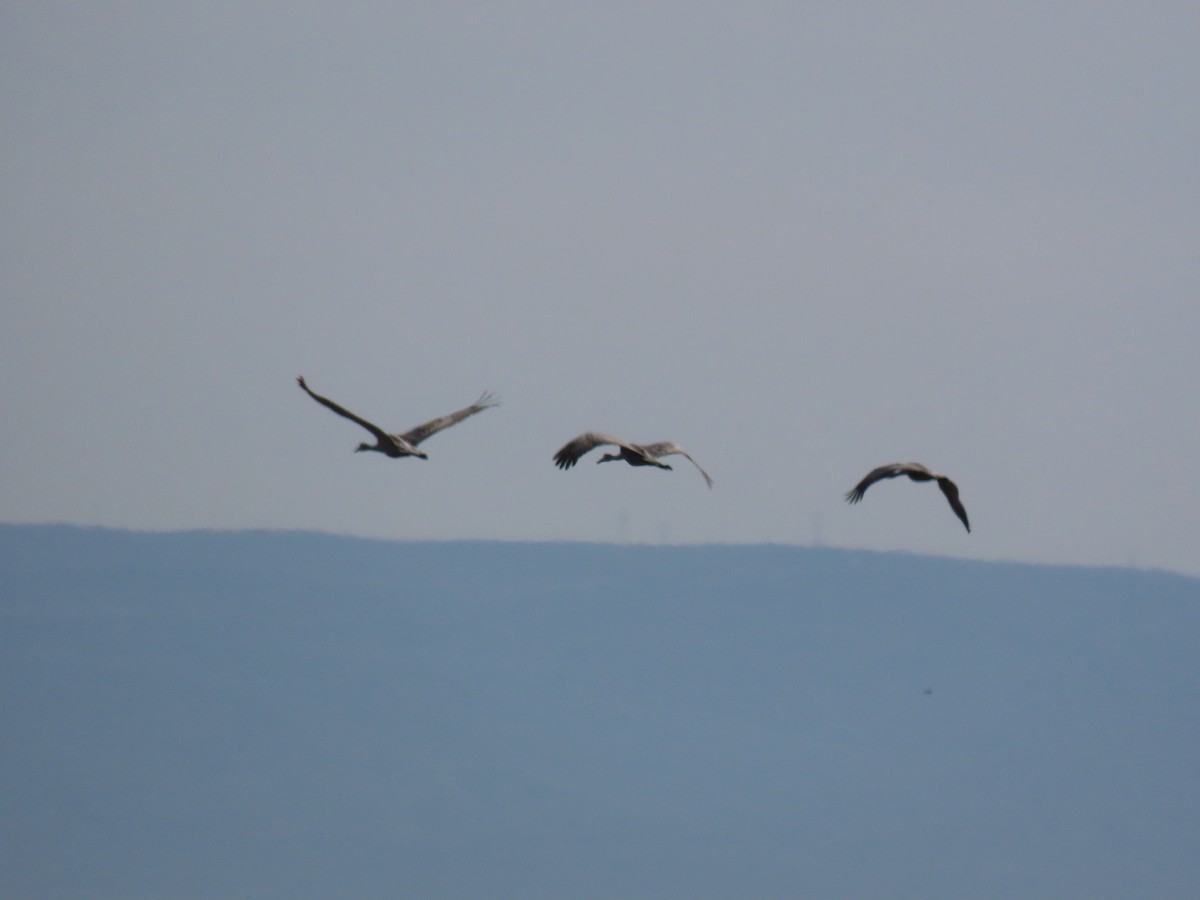 Sandhill Crane - ML429387671