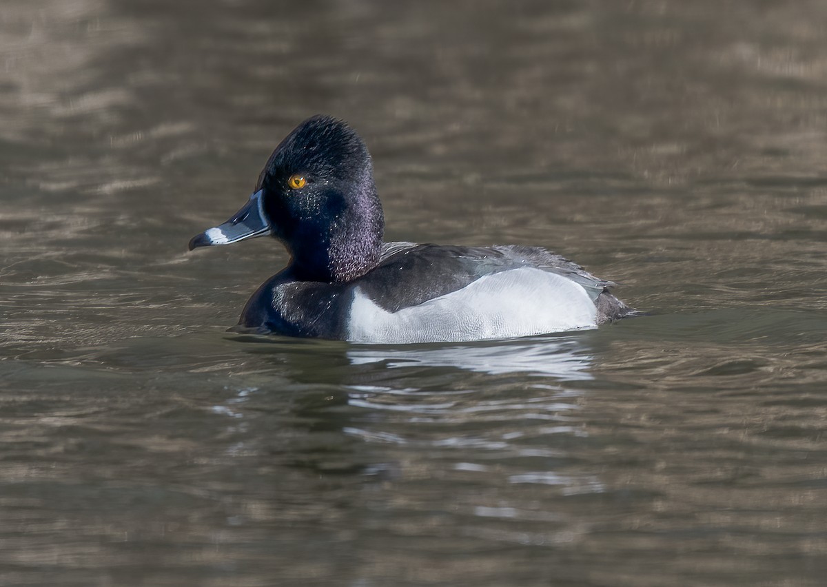 Ring-necked Duck - ML429387791