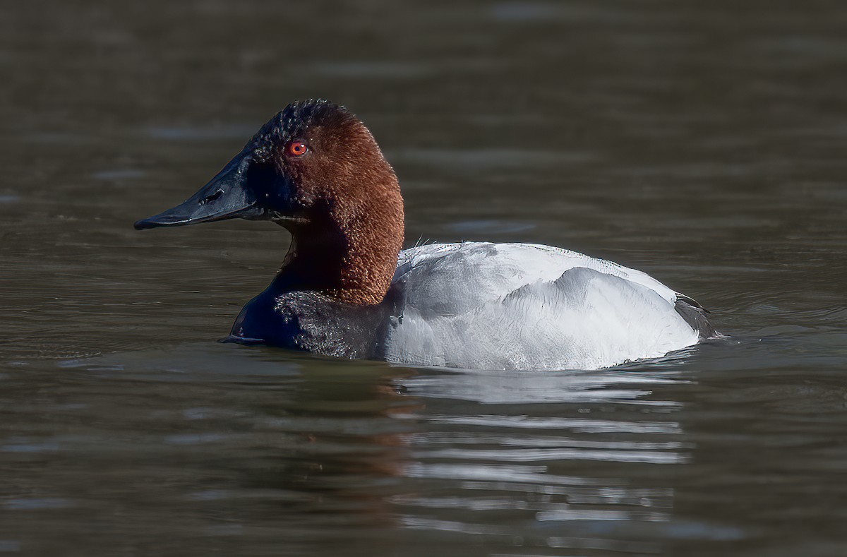 Canvasback - Terry Karlin