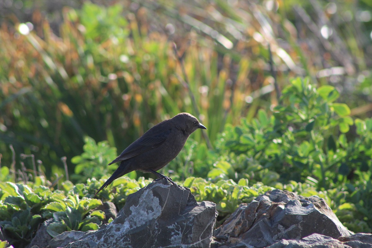 Brewer's Blackbird - ML429387881