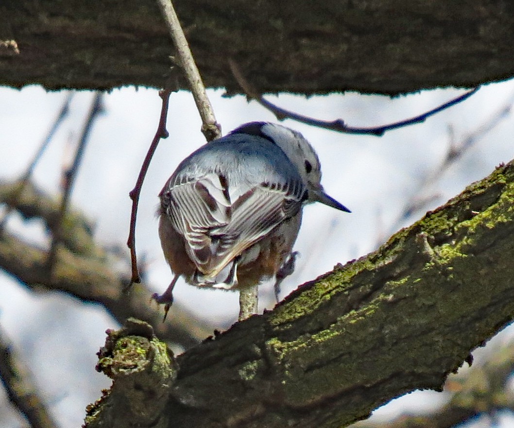 White-breasted Nuthatch - ML429387991