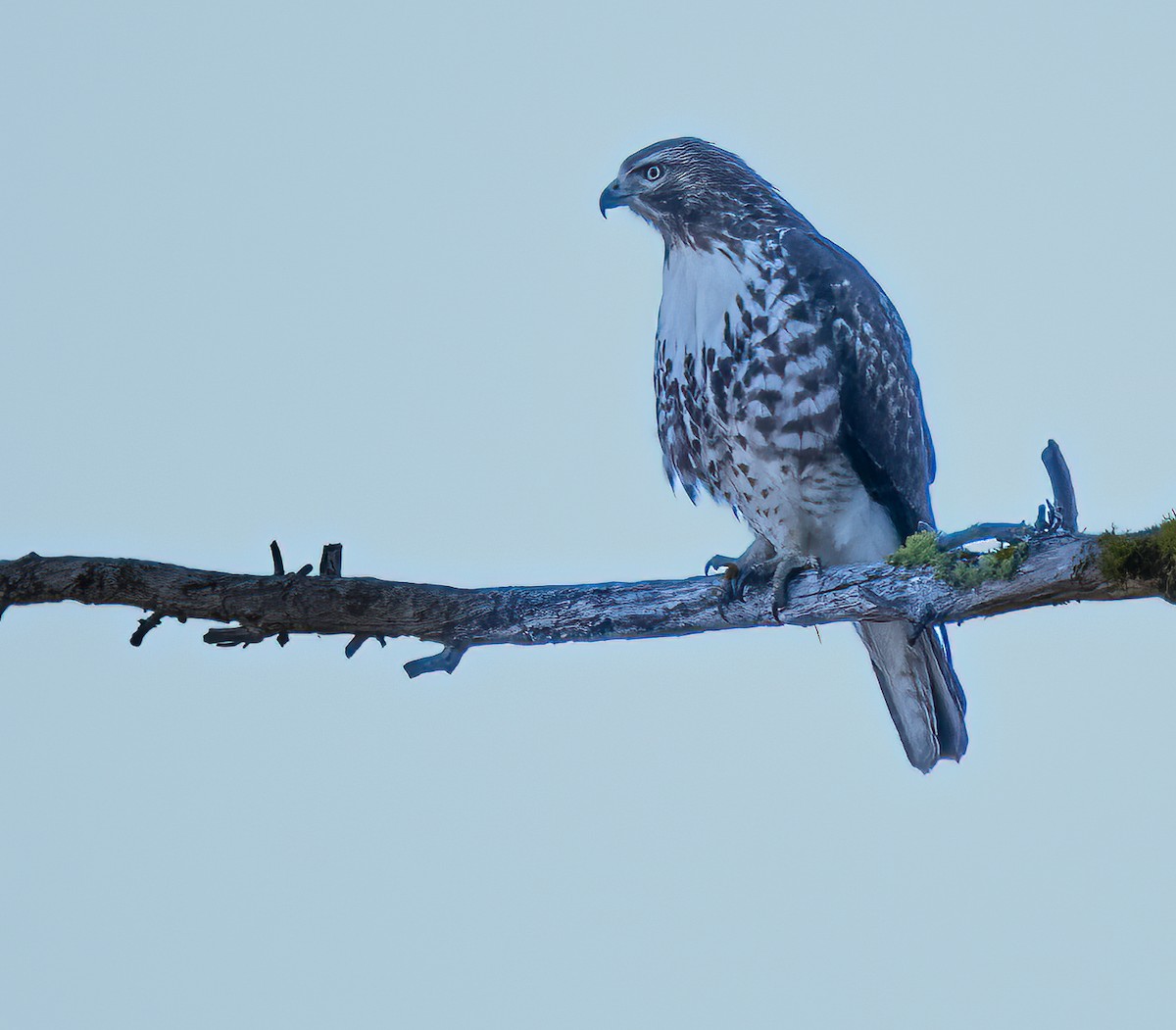 Red-tailed Hawk - ML429388371