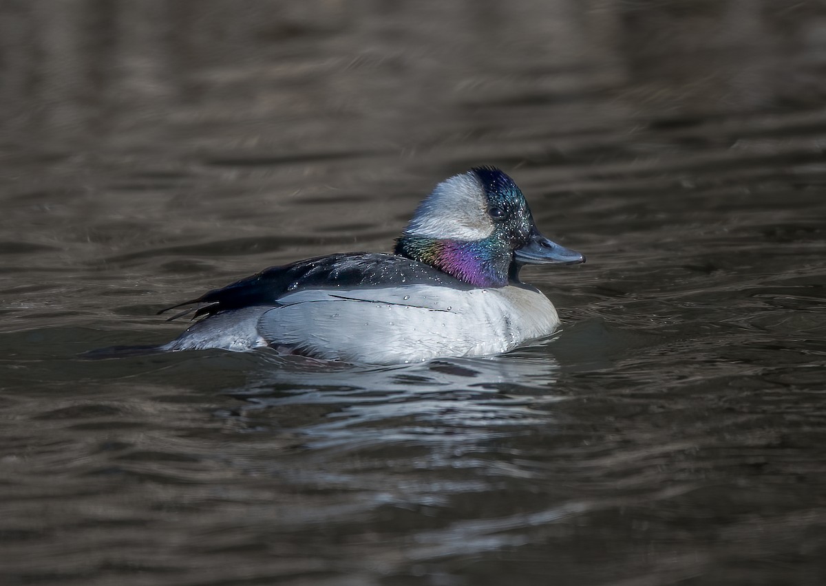 Bufflehead - ML429388431