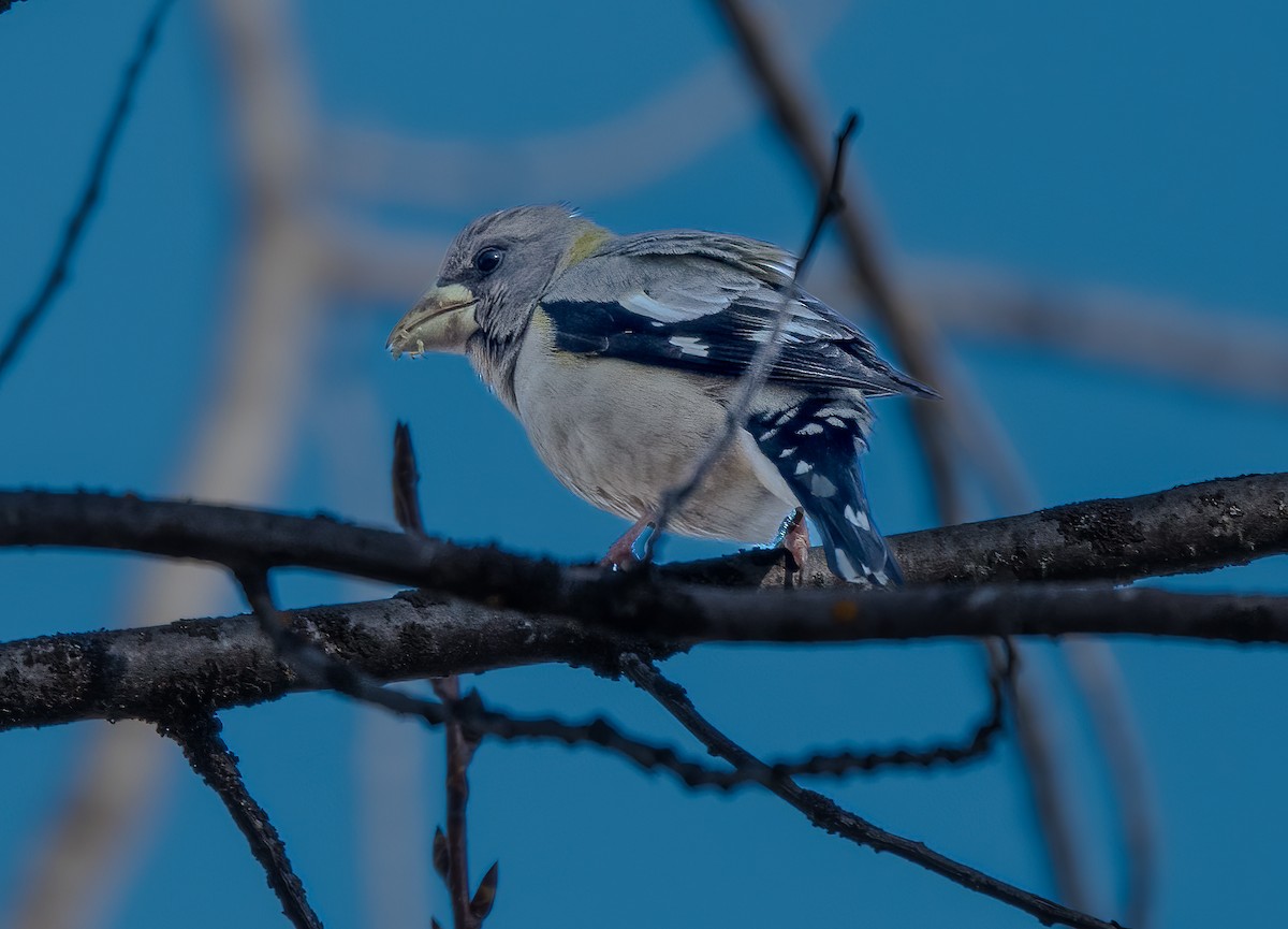 Evening Grosbeak - Terry Karlin