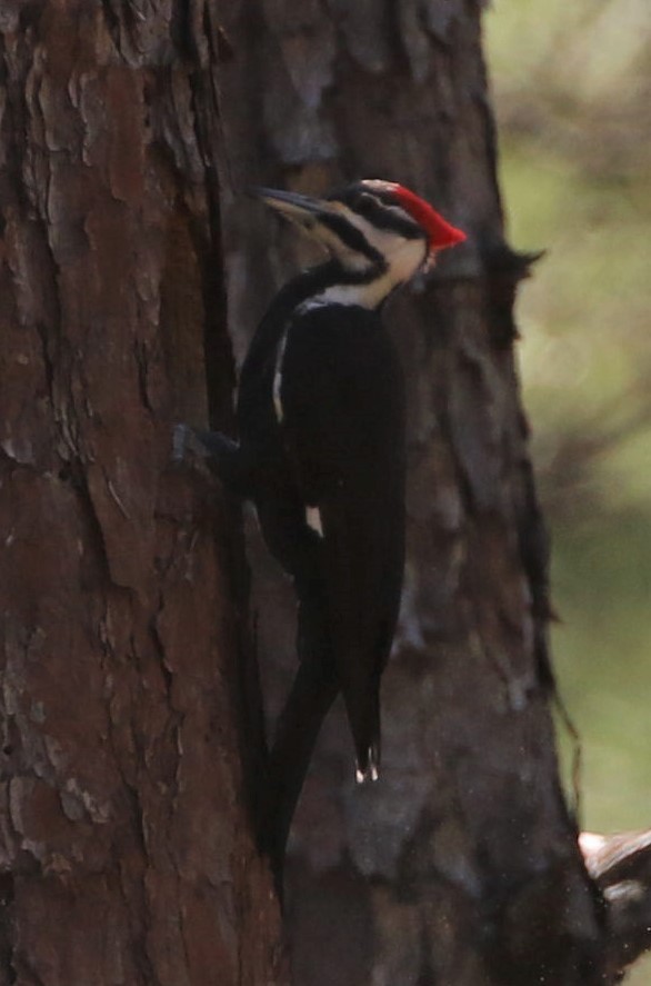 Pileated Woodpecker - ML429389431