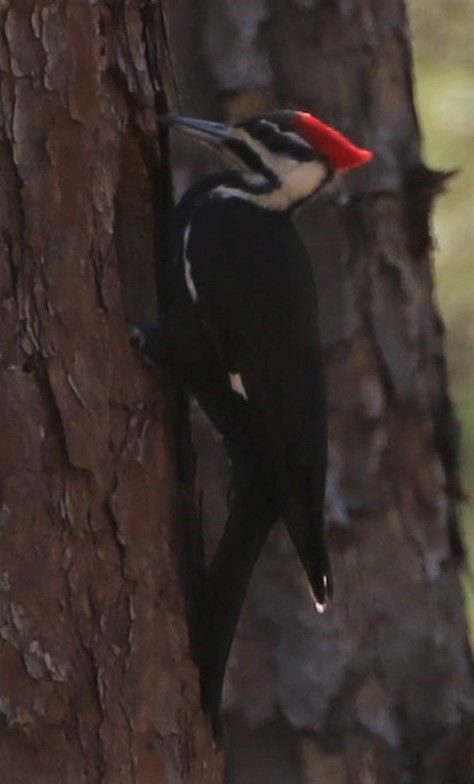 Pileated Woodpecker - ML429389451