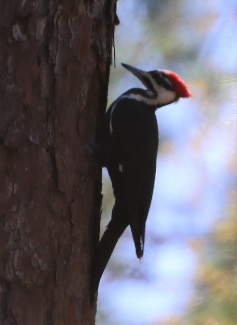 Pileated Woodpecker - ML429389491