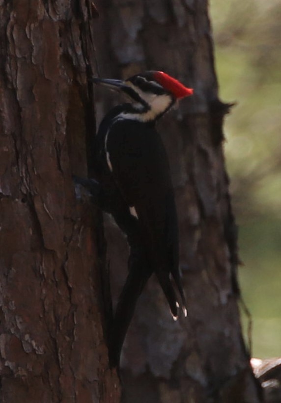 Pileated Woodpecker - ML429389501