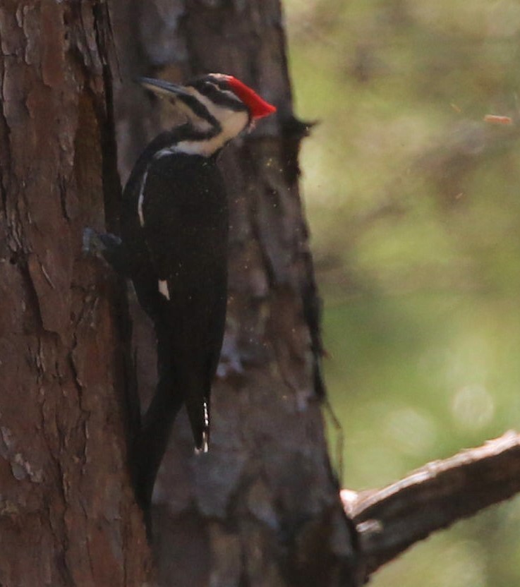 Pileated Woodpecker - ML429389511