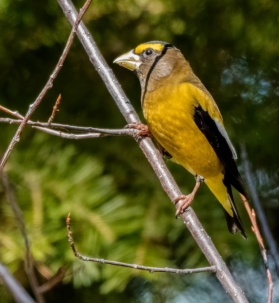 Evening Grosbeak - ML429389531