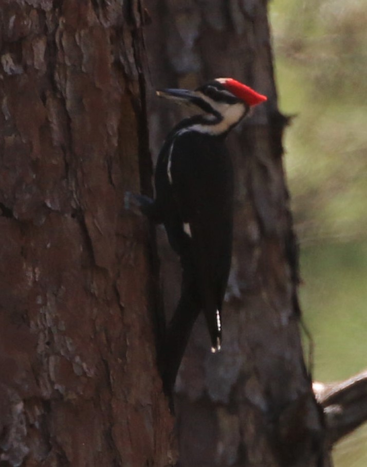 Pileated Woodpecker - ML429389561