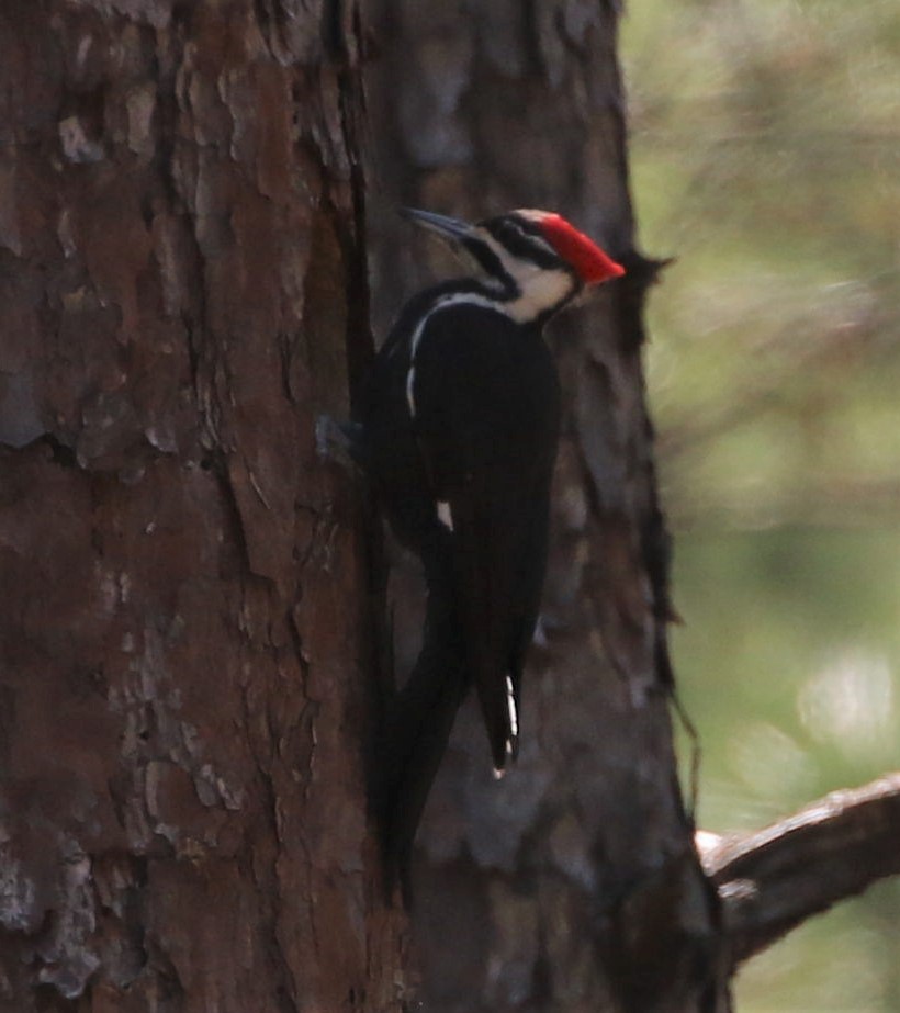 Pileated Woodpecker - ML429389601