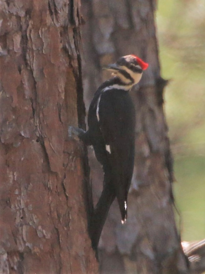 Pileated Woodpecker - ML429389641