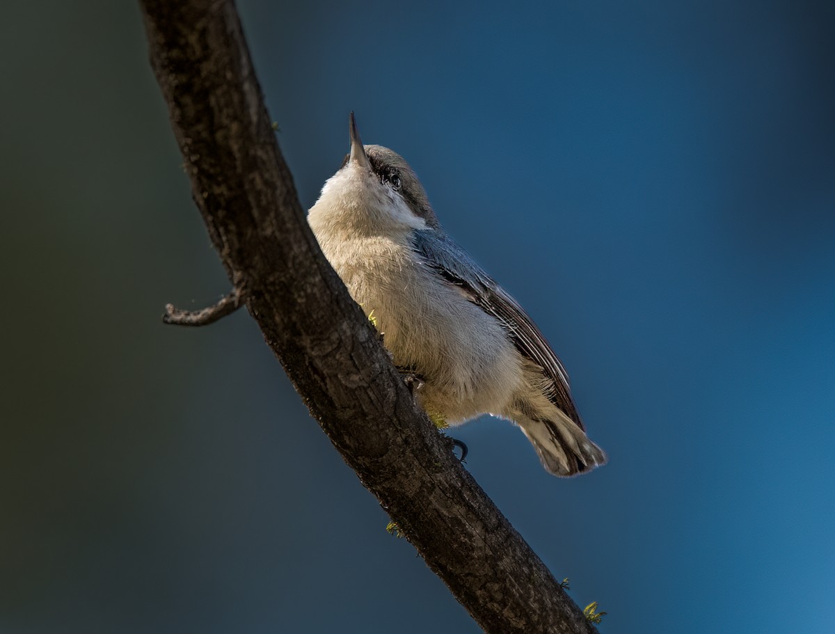 Pygmy Nuthatch - ML429389701